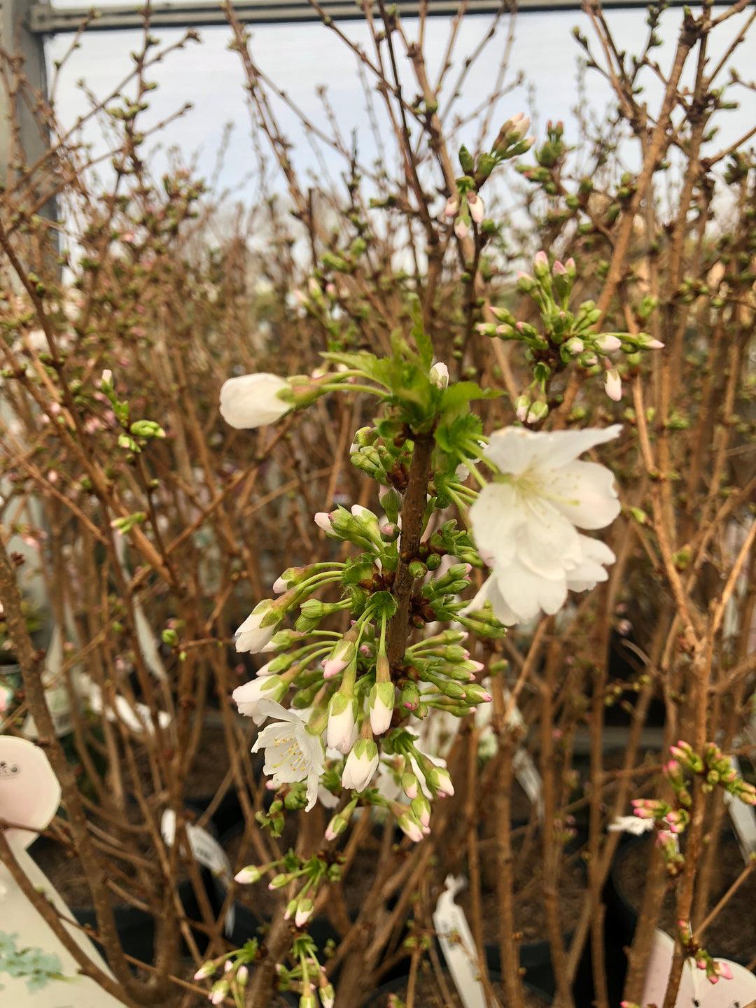Prunus nipp. Brillant