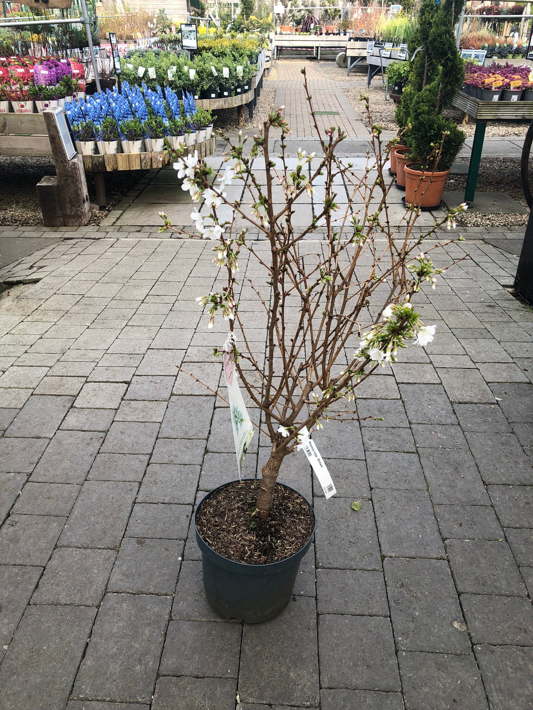 Prunus nipp. Brillant
