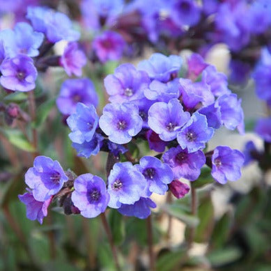Pulmonaria Blue Ensign
