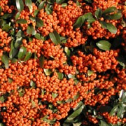 Pyracantha - Hedging - Windyridge Garden Centre