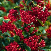 Pyracantha Saphyr Red - Climbers - Windyridge Garden Centre