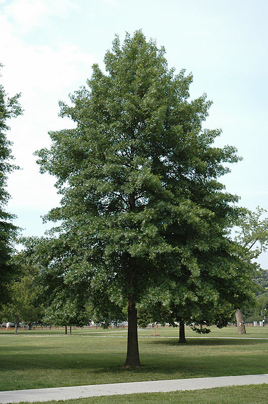 QUERCUS PALUSTRIS