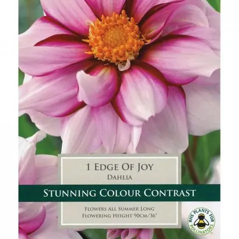 DAHLIA EDGE OF JOY 1