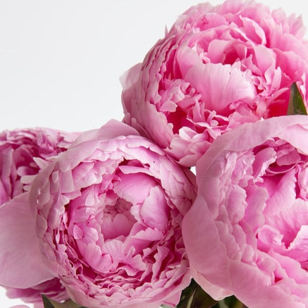 Paeonia  Sarah Bernhardt