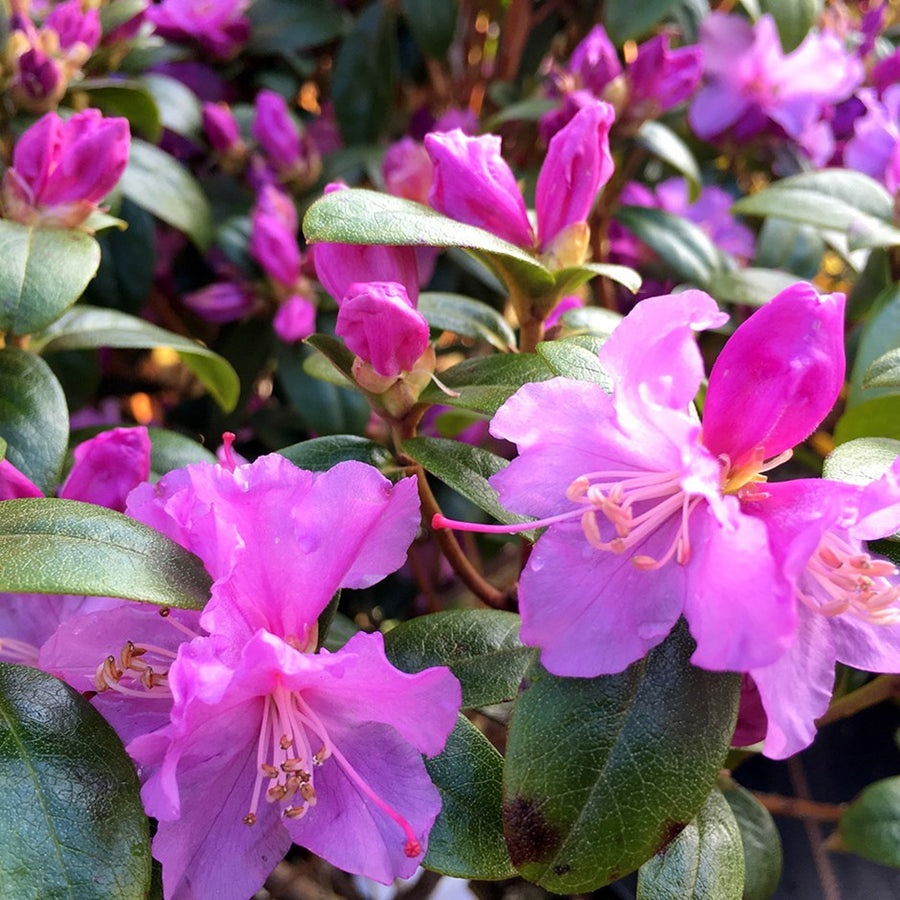 Rhododendron Praecox - Shrubs - Windyridge Garden Centre