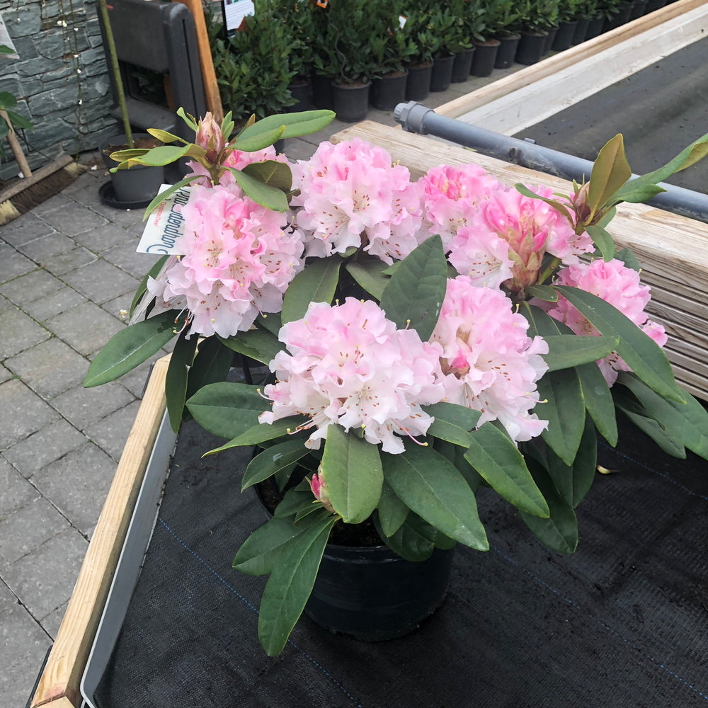 Rhododendron (C) Christmas Cheer - Shrubs - Windyridge Garden Centre