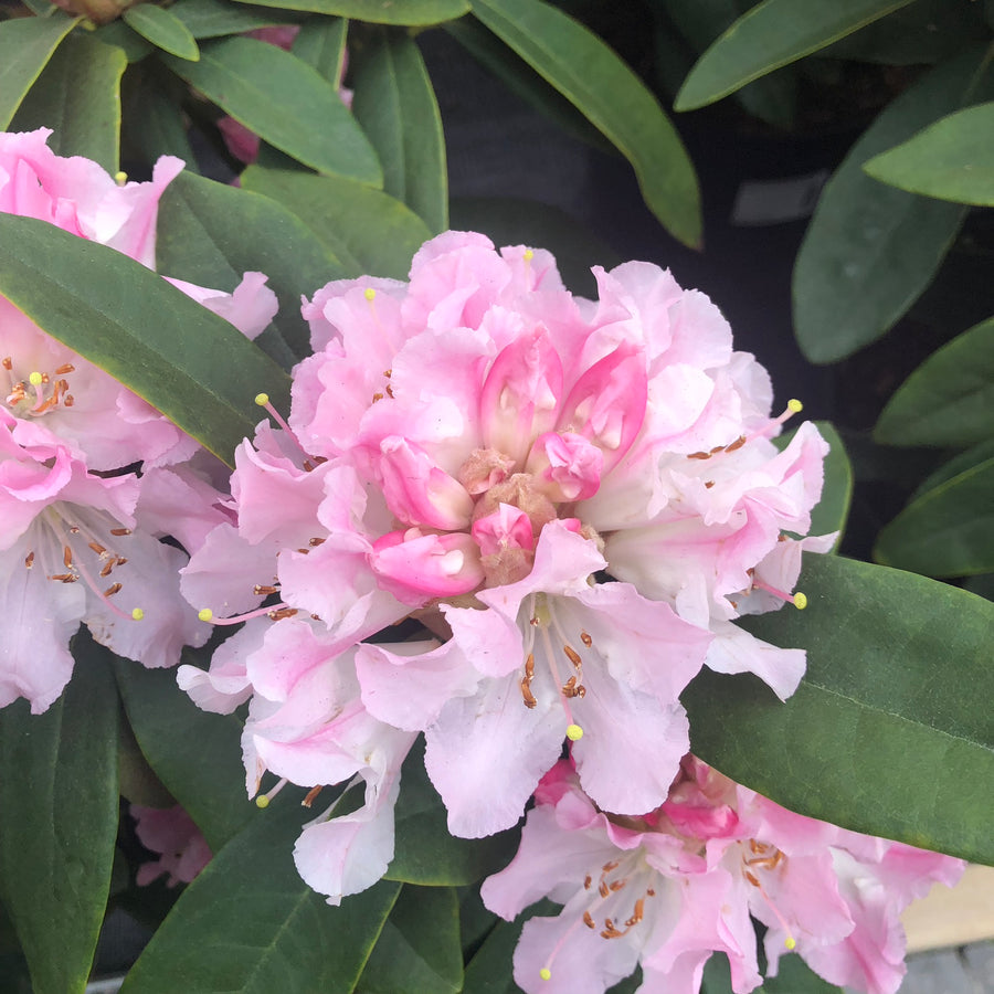 Rhododendron (C) Christmas Cheer - Shrubs - Windyridge Garden Centre
