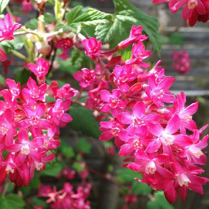 Ribes sang. Amore