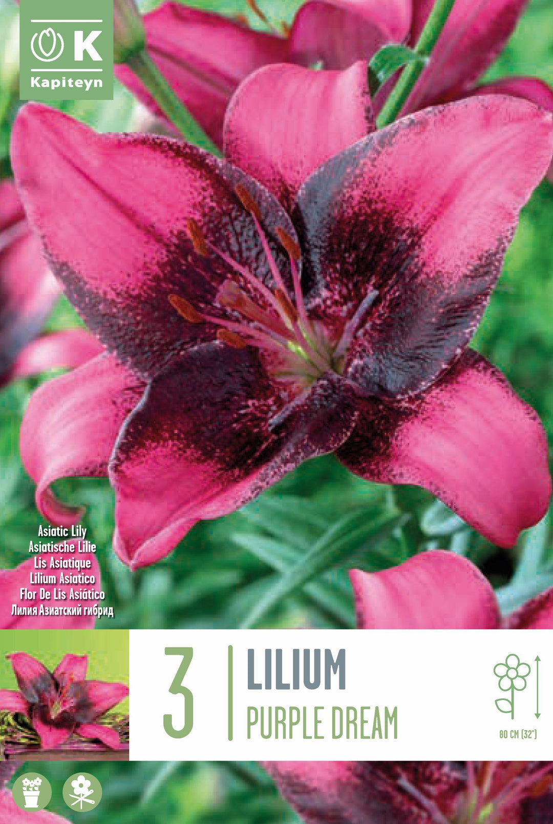 Lilium Purple Dream - Bulbs - Windyridge Garden Centre