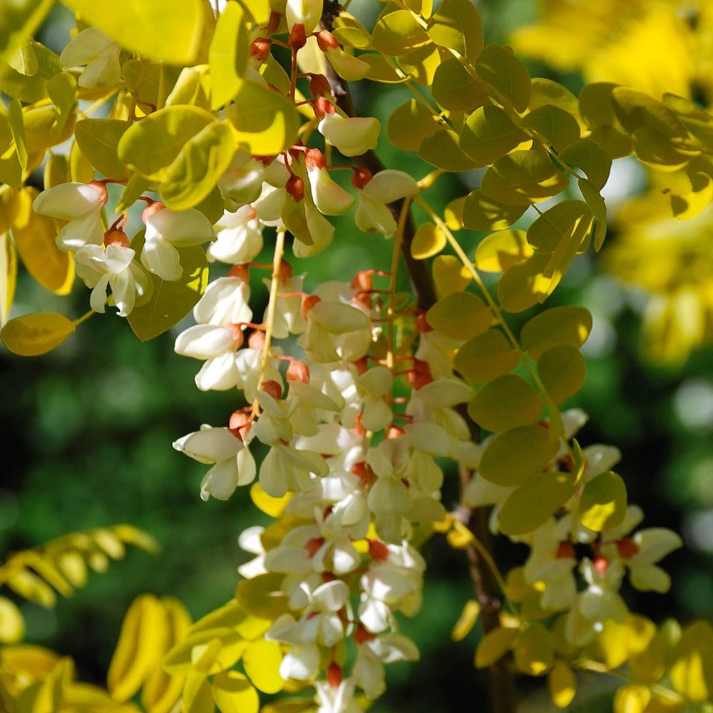 Robinia Pseud. Frisia Clt 25 / 30   Circ. Tr. 08 - 10 Cm  Std - Trees - Windyridge Garden Centre