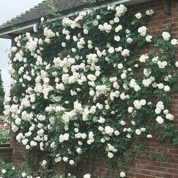 Rosa 'Climbing Iceberg' - Roses - Windyridge Garden Centre