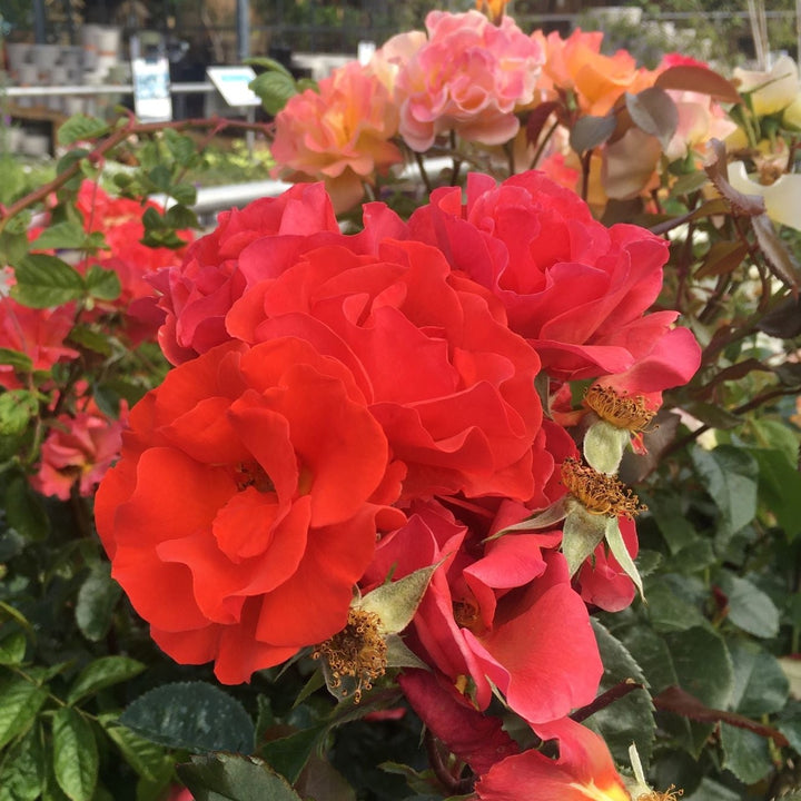 ROSA TRUMPETER