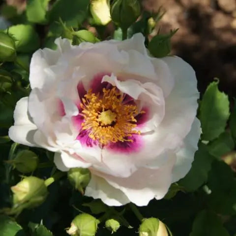 ROSA-LOOKING-FOR-LOVE-Half-Standard-Flower