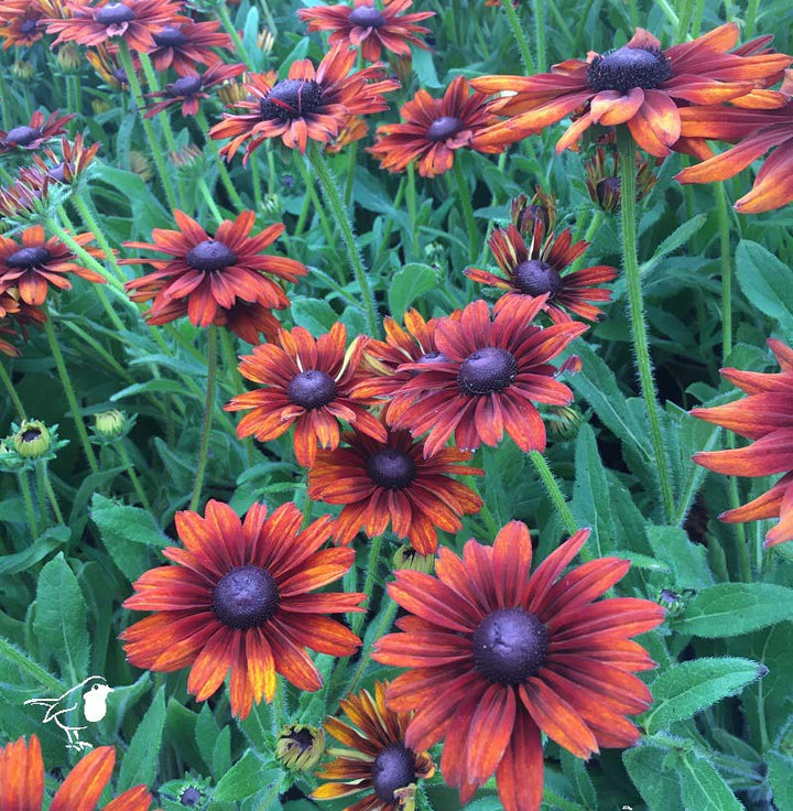 Rudbeckia Summerina Orange