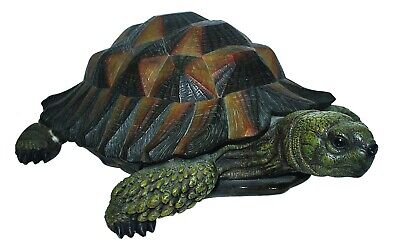 N Friends Tortoise B