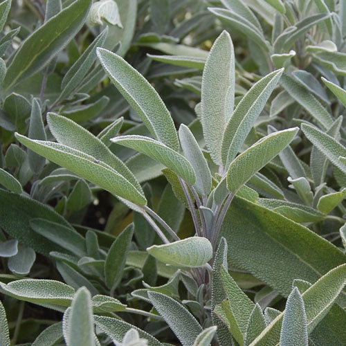 Sage 9cm