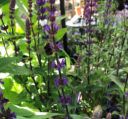Salvia nemerosa Caradonna