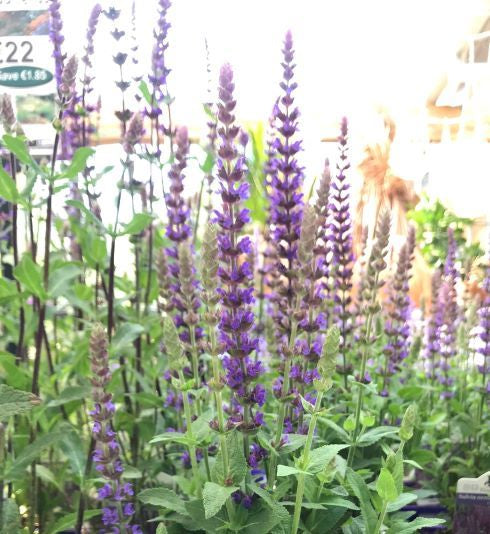 Garden Sage Salvia East Friesland (2Ltr Pot)