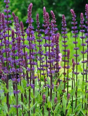 SALVIA nem. Caradonna Compact