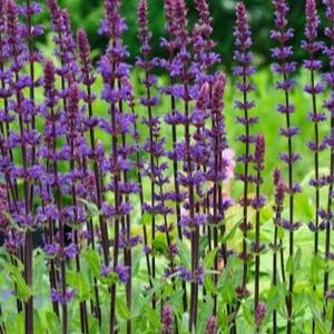 Salvia Nemorosa Sensation Deep Blue - Herbaceous - Windyridge Garden Centre