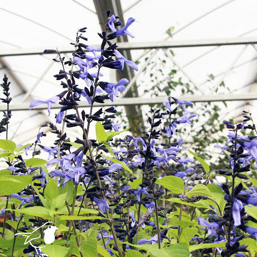 Mealy Blue Sage Salvia Rockin Sky Blue (3Ltr Pot) - Herbaceous - Windyridge Garden Centre