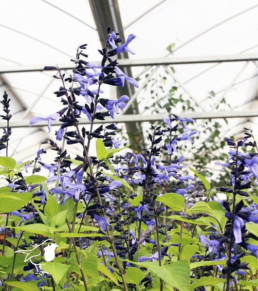 Mealy Blue Sage Salvia Rockin Sky Blue (3Ltr Pot)