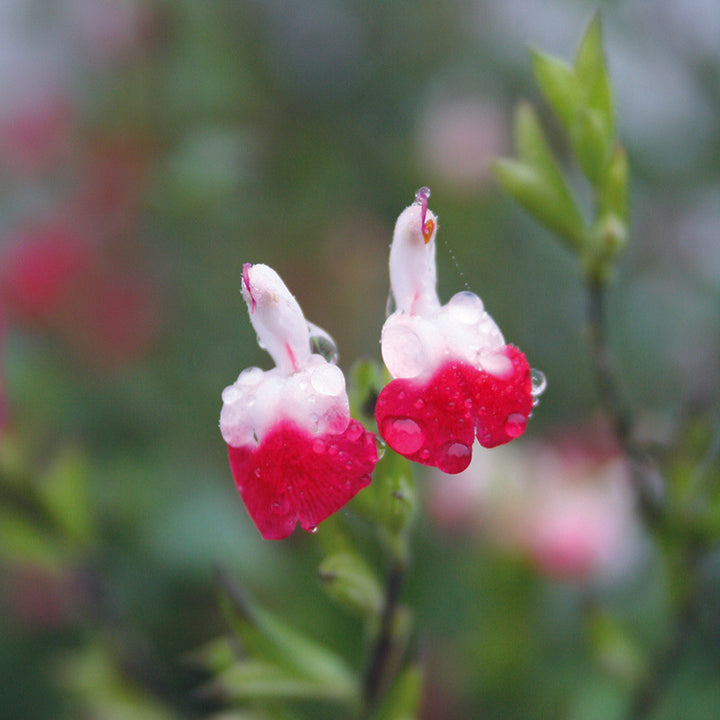 Salvia-microphylla-Hot-Lips-Flower