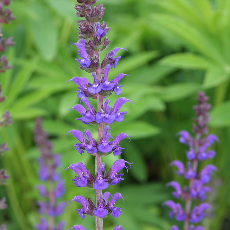 Salvia-Sylvestris-Mainacht-Flower