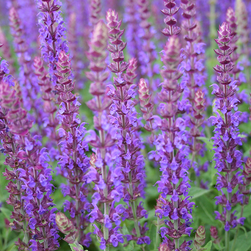 Salvia-Nemerosa-Ostfriesland-Plant