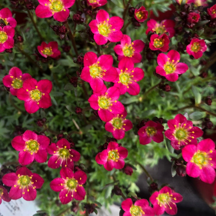 Saxifraga Saxony Red