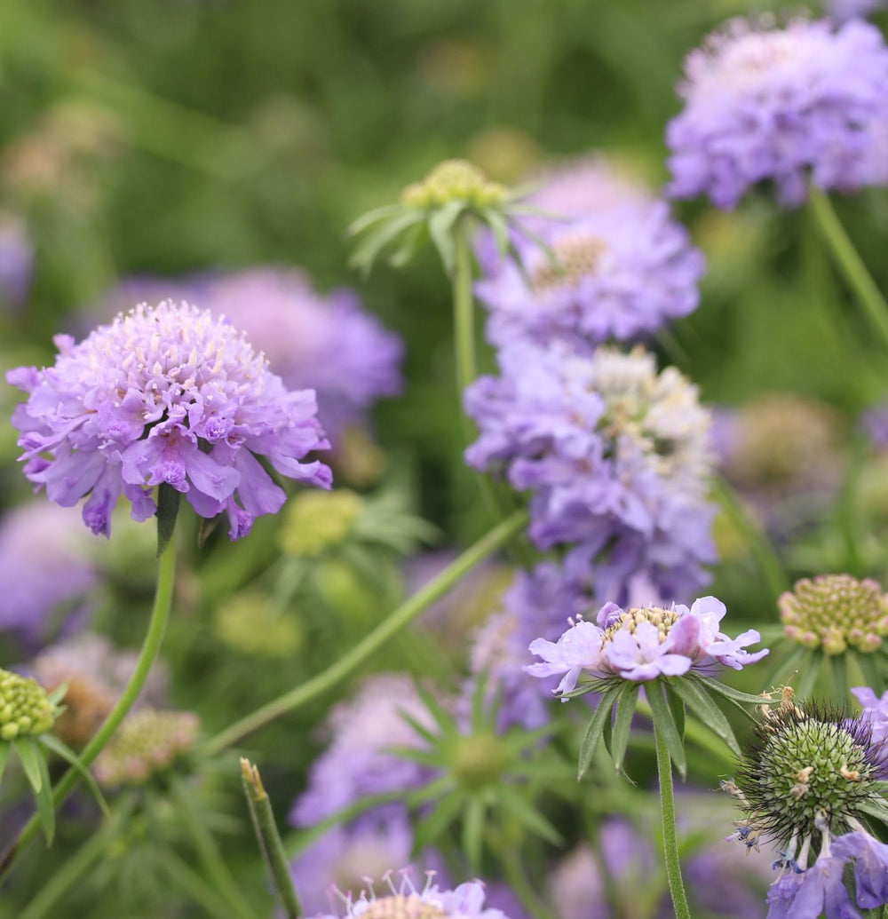 Scabiosa Colum. Blue Note -  - Windyridge Garden Centre