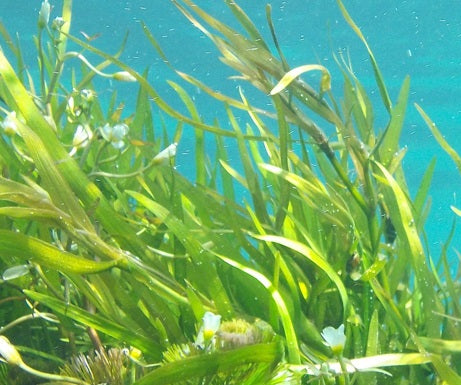 Fast Grow Liquid Seaweed 500ml refill