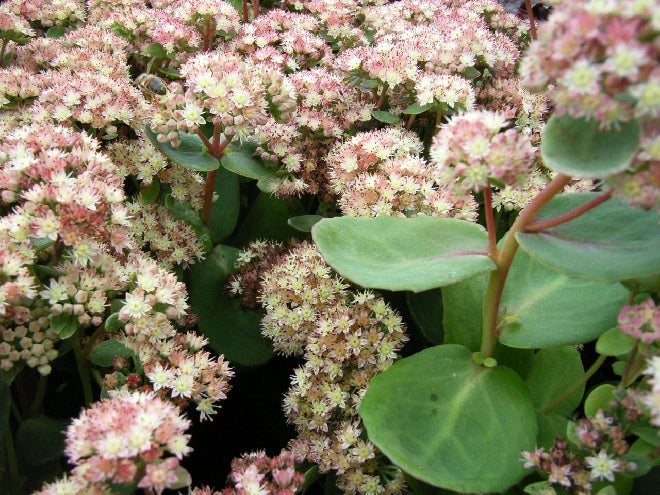 Sedum Stewed Rhubarb Mountains