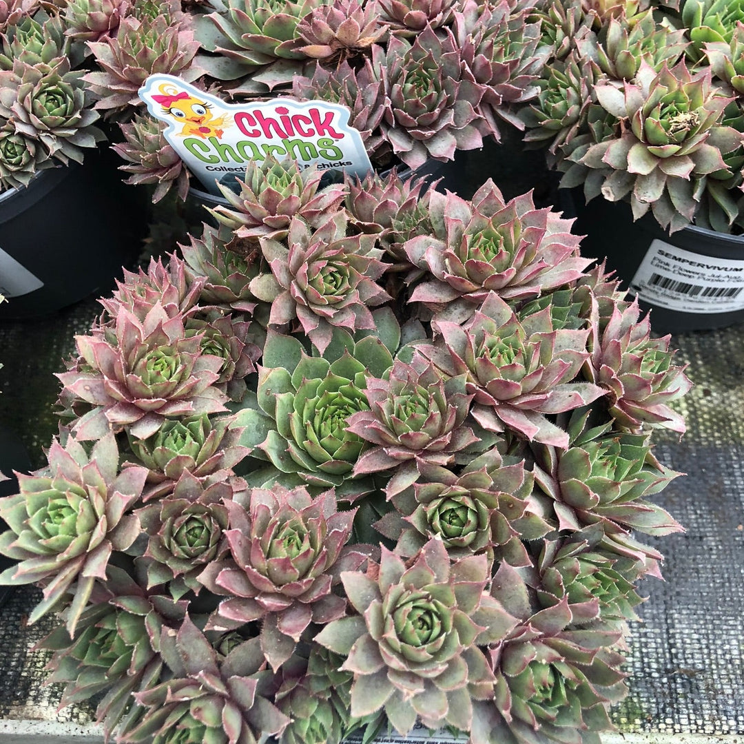 SEMPERVIVUM CC Berry Blues