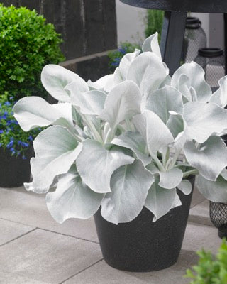 Senecio Angel Wings - Herbaceous - Windyridge Garden Centre