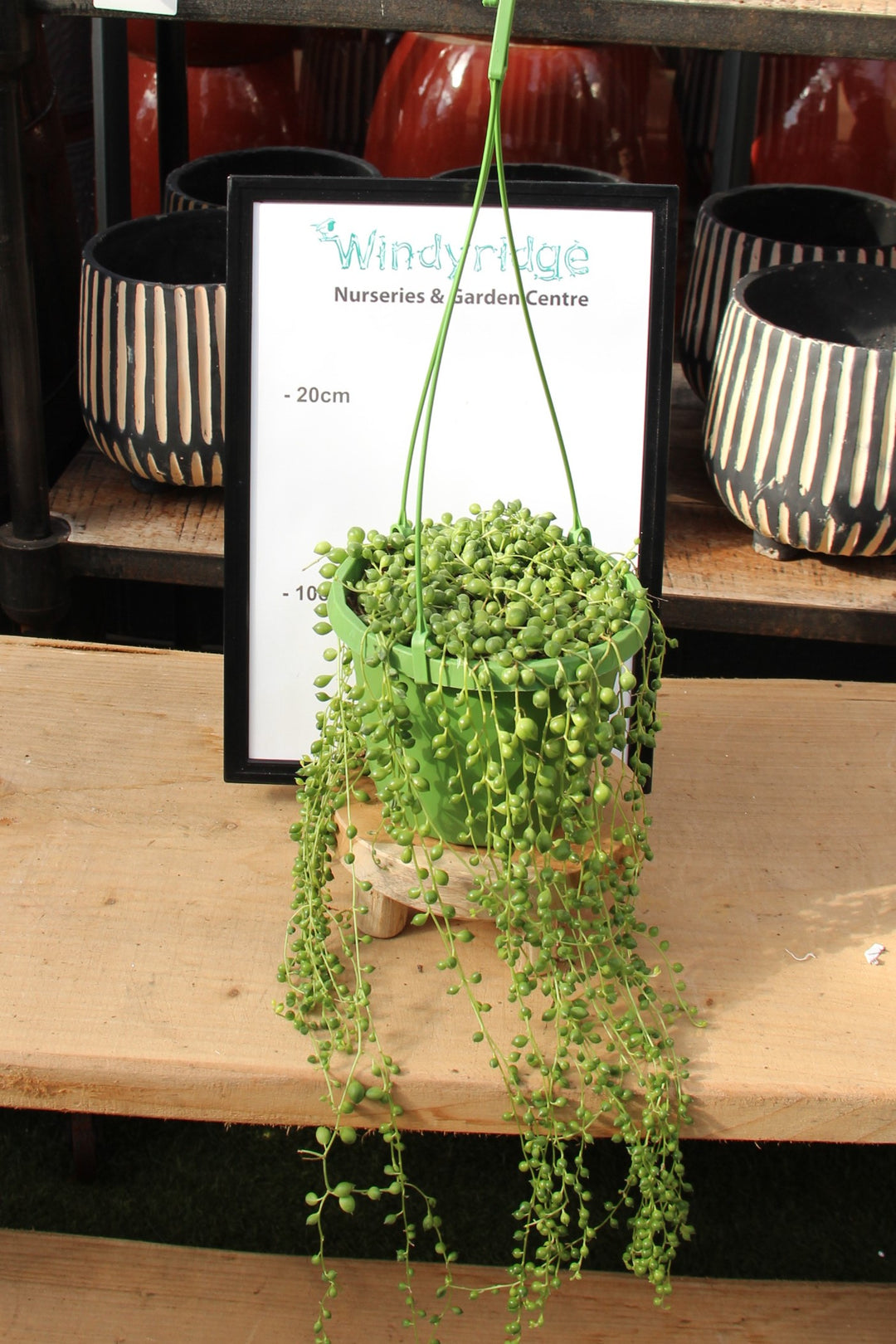 Senecio rowleyanus 14cm Hanging Pot ( String of Pearls )