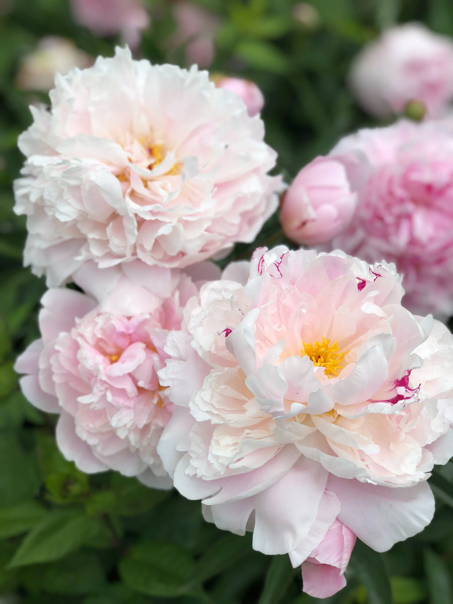 Paeonia Shirley Temple - Herbaceous - Windyridge Garden Centre
