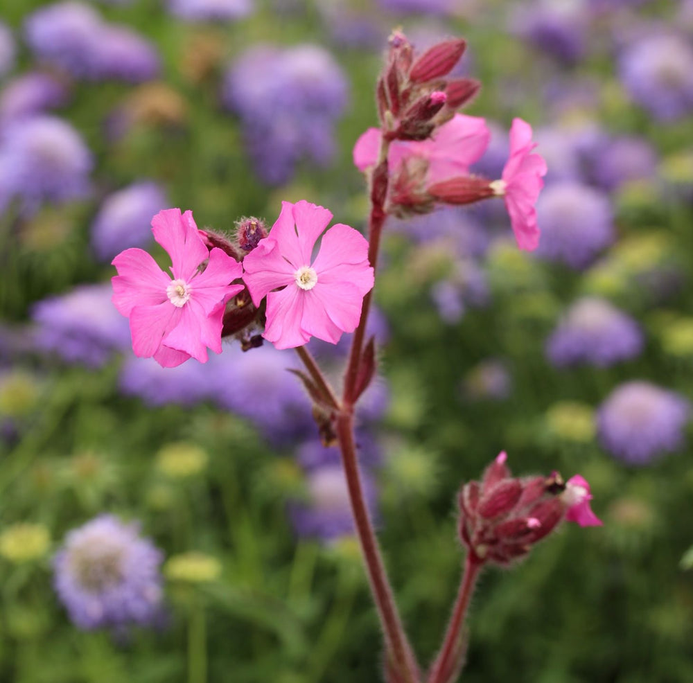 Silene Robotii 'Rollies Favorite'Â® - Herbaceous - Windyridge Garden Centre