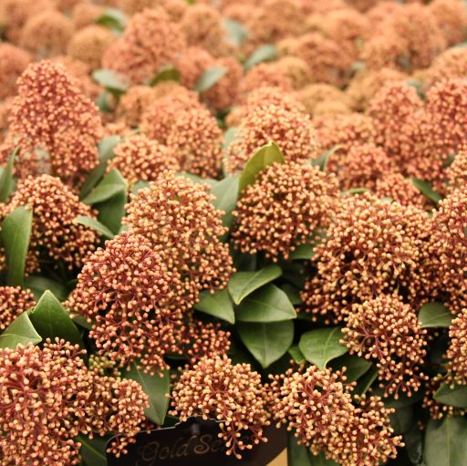 Skimmia jap. Delight