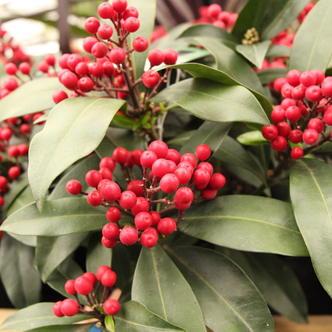 Skimmia-Jap.-Reevesiana-Janney-Berry