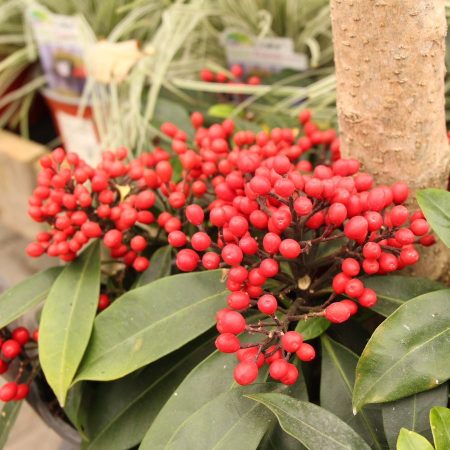 Skimmia Japonica Reevesiana - Shrubs - Windyridge Garden Centre