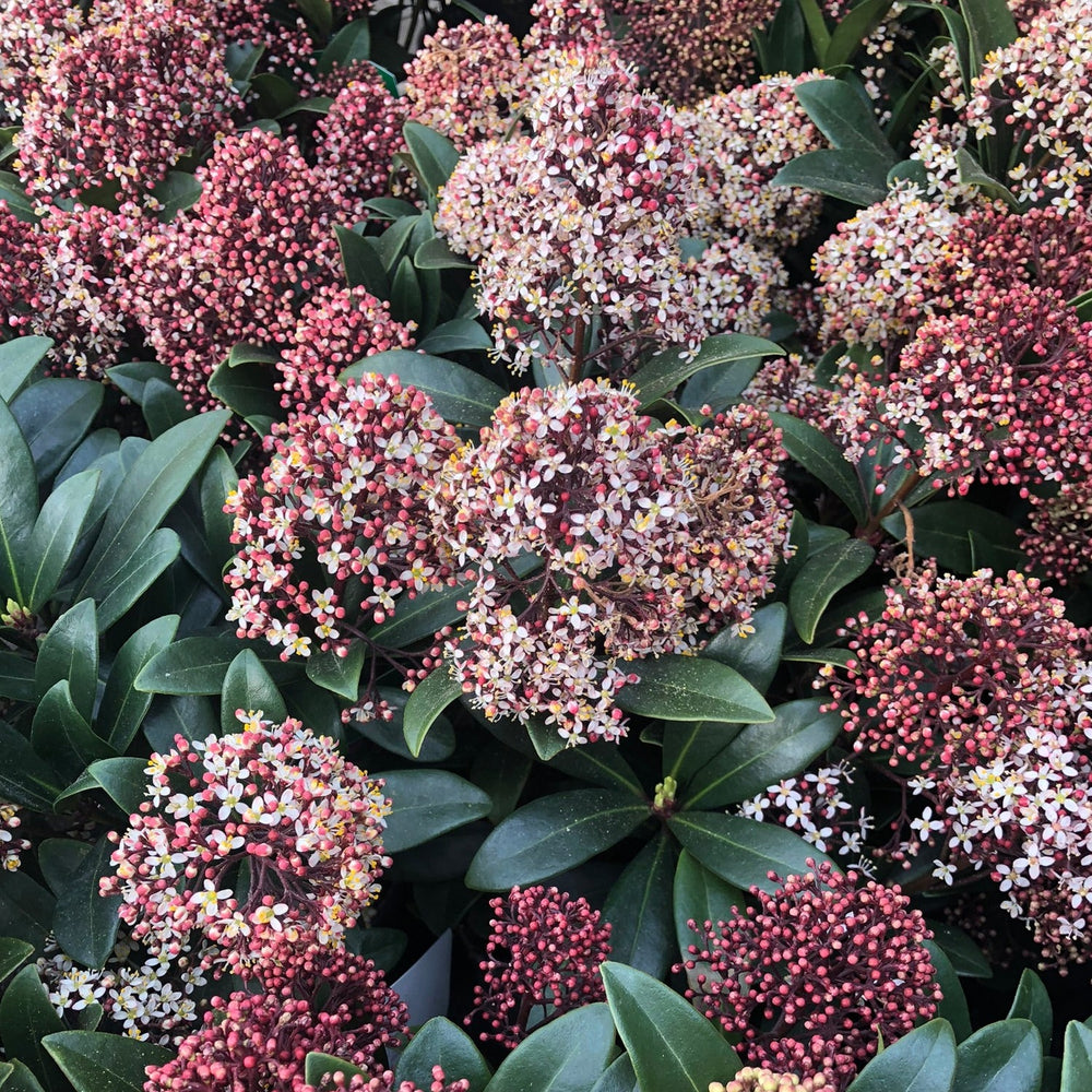 Skimmia Jap. Rubella - Shrubs - Windyridge Garden Centre