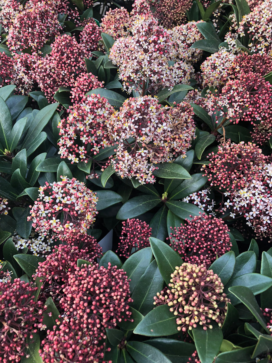 Skimmia japonica Rubella - Shrubs - Windyridge Garden Centre