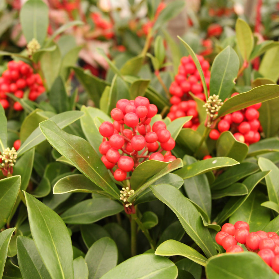 SKIMMIA JAPONICA TEMPTATION - Shrubs - Windyridge Garden Centre