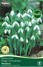 GALANTHUS NIVALIS (WOODLAND SINGLE)