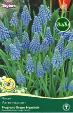 Muscari Armeniacum - Bulbs - Windyridge Garden Centre