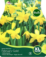 NARCISSUS FEBRUARY GOLD 20