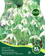 Snowdrops (Galanthus Nivalis) Xl - Bulbs - Windyridge Garden Centre