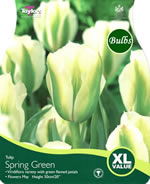 TULIP SPRING GREEN