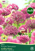 ALLIUM PURPLE SENSATION 18